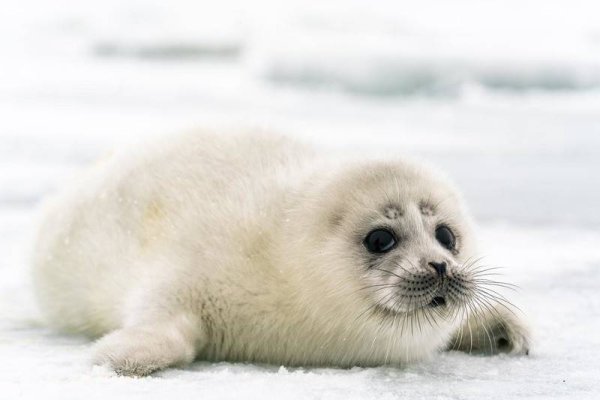 Подводный мир Каспия