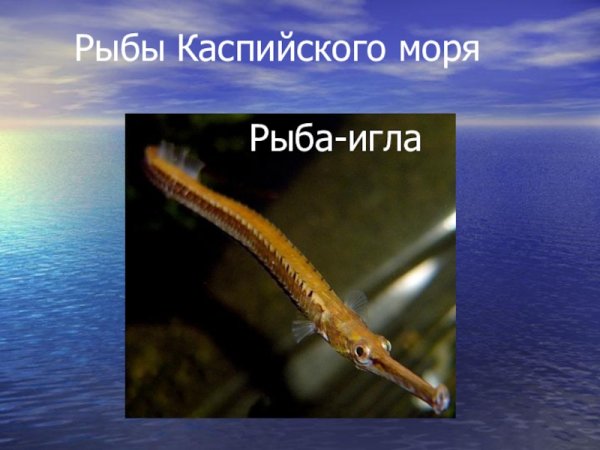 Ихтиофауна Каспийского моря