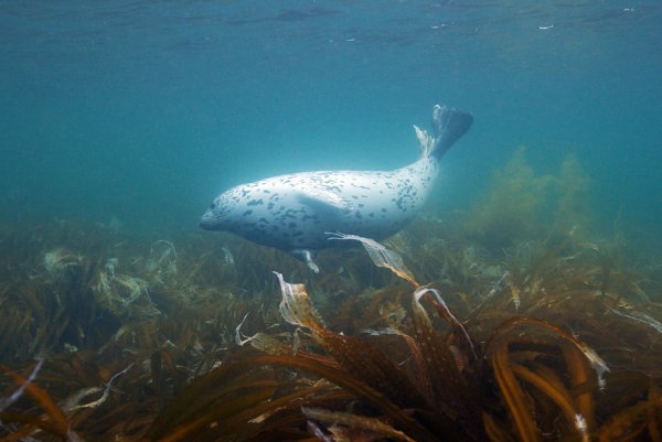 Тихоокеанская Нерпа
