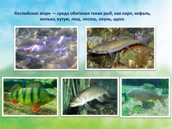 Дельфин Афалина Черноморская питается