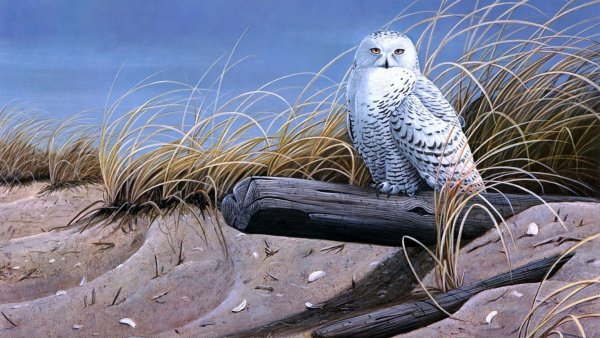 Сова на фоне моря