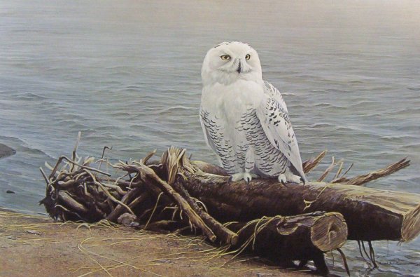 Robert Bateman Сова