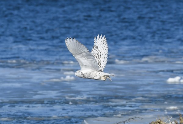 Морской пернатый хищник