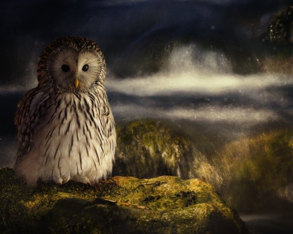 Загадочная Сова