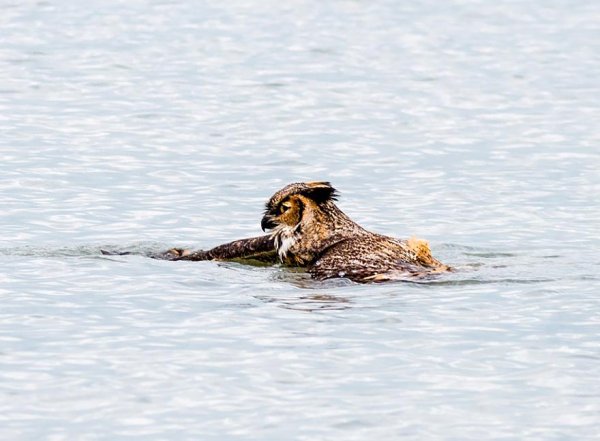 Сова купается