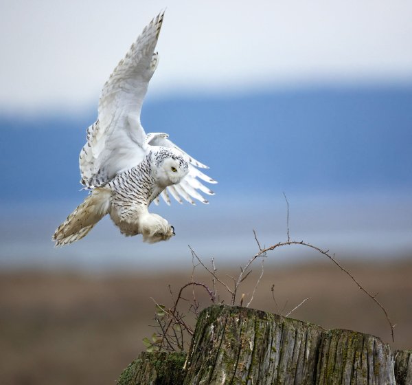 Сова на море