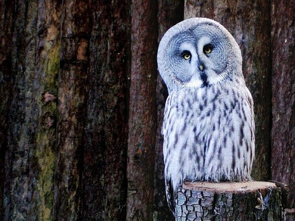 Картинки на рабочий стол Сова