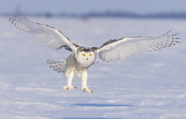 Совушка акрилом на холсте