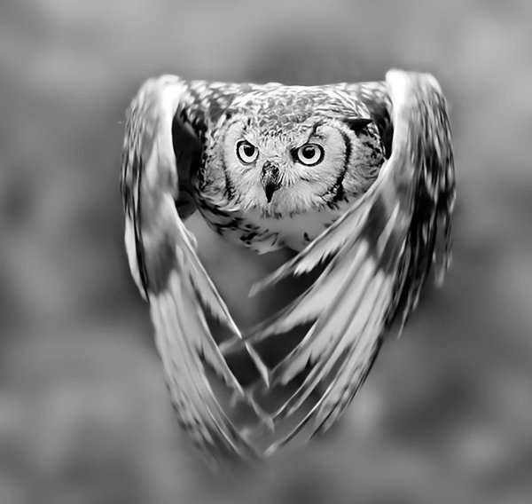 Очень красивая Сова