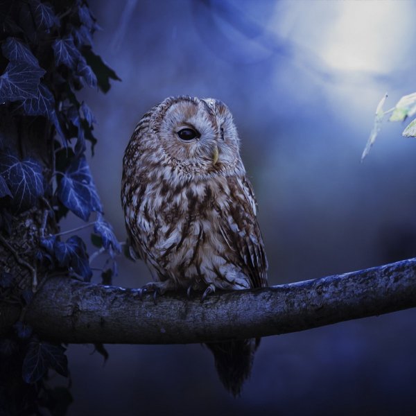 Птицы в небе