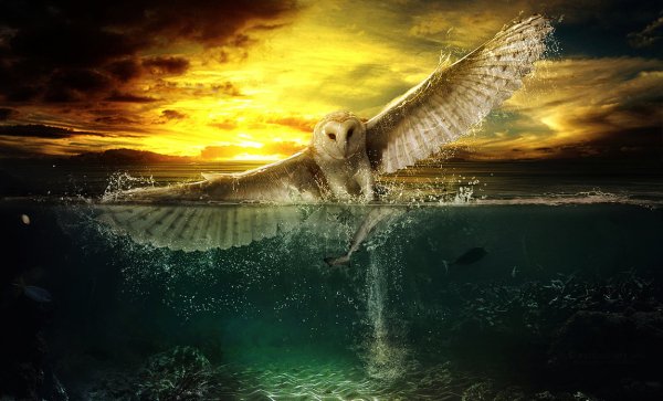 Кэрол Каваларис Сова Совы