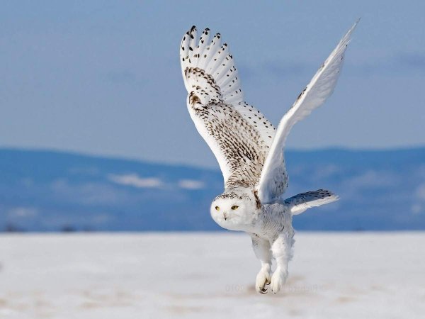 Филин охотится