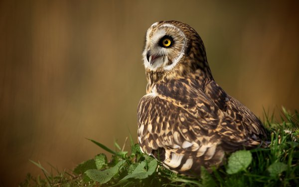 Филин Bubo Bubo