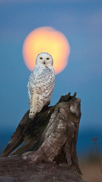 Полярная Сова в тундре