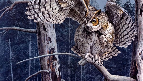 Полярная Сова Харп