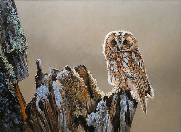 Сова сипуха арт