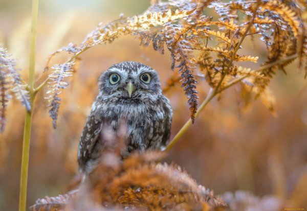 Совы Полярные