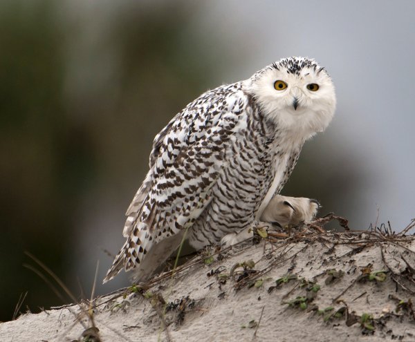 Фэнтези животные милые