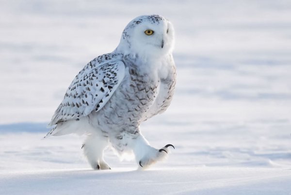 Зимующие птицы Полярная Сова