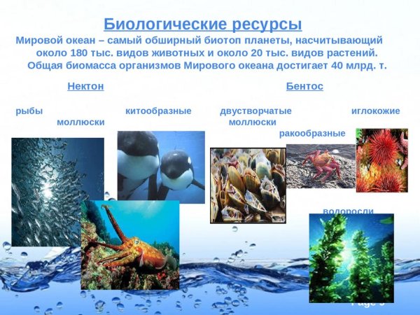 Водные биоресурсы