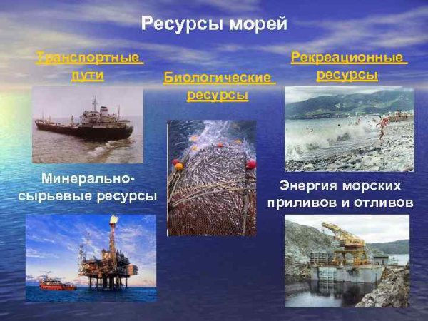Мойва атлантическая