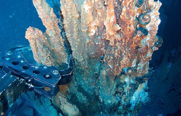 Карское море промысловые рыбы