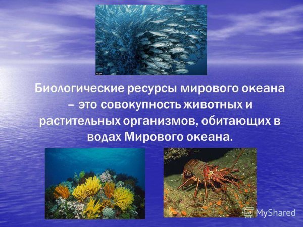 Природные ресурсы морей