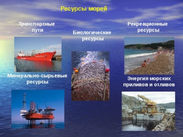 Биологические ресурсы океана