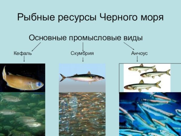 Биологические ресурсы мирового океана