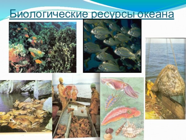 Анчоусы Хамса сардины
