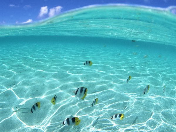 Чистый океан