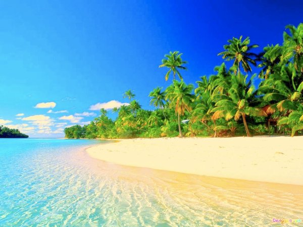 Море пальмы