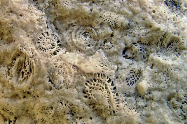 Зомби акула из пиратов Карибского моря