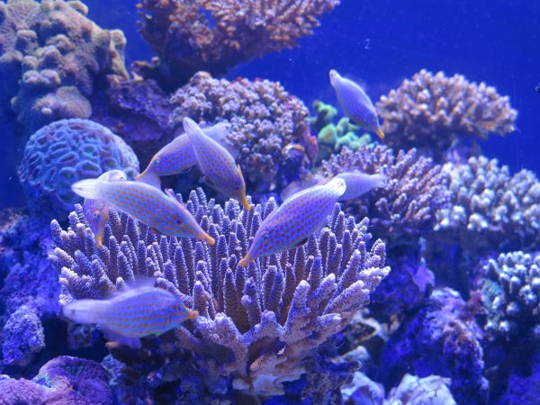 Подводный кораллы и рифы