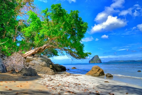 Пейзаж дерево на берегу