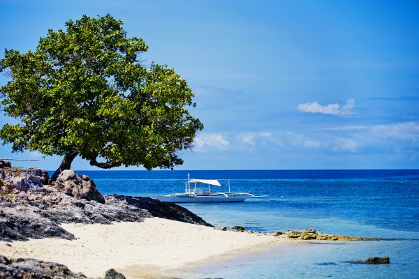 Дерево на берегу моря