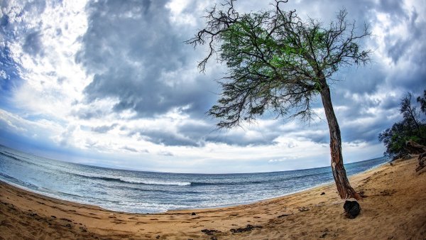 Берег с деревьями