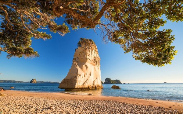 Дерево на пляже