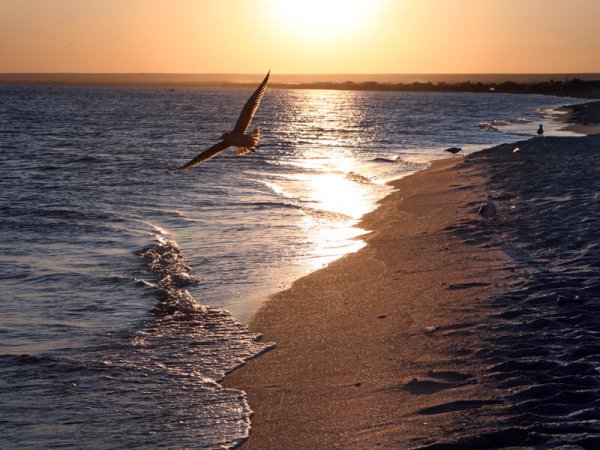 Черное море картинки