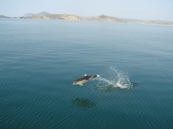 Дельфины Крыма Азовка