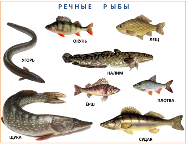 Балтийское море рыба таблица