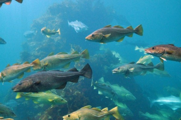 Флора и фауна Балтийского моря