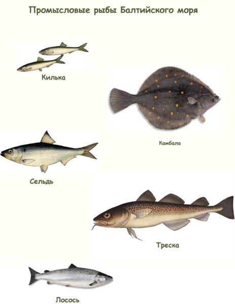 Промысловая рыба в Балтийском море