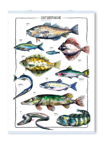 Промысловая рыба в Балтийском море