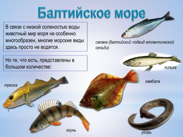 Промысловые рыбы Балтийского моря