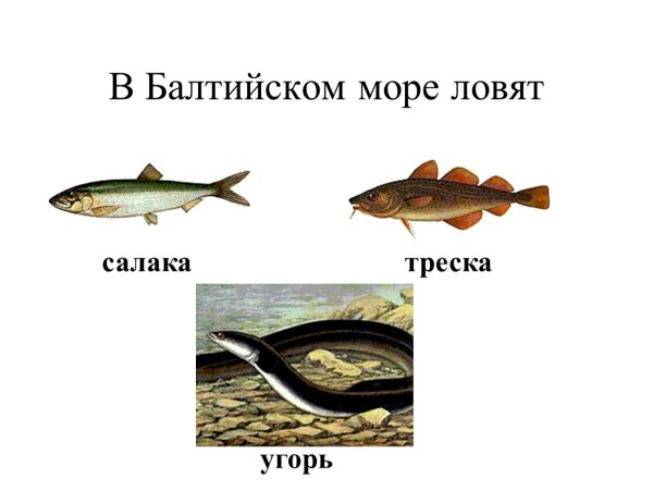 Рыбы Балтийского моря