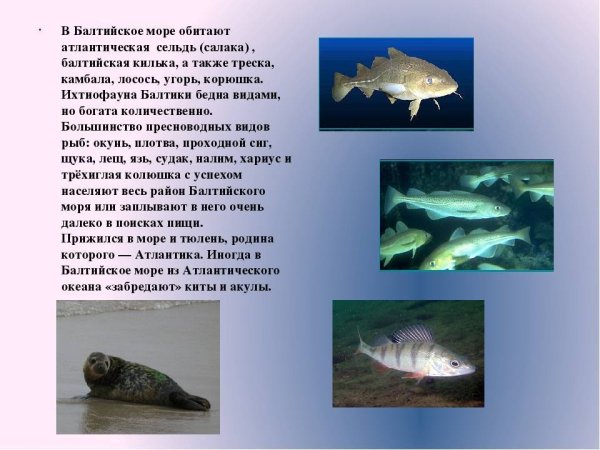Флора и фауна Балтийского моря