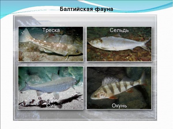 Рыбы Балтийского моря