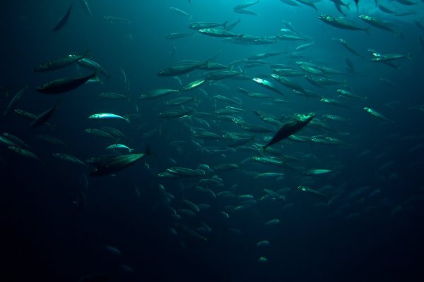 Ихтиофауна Балтийского моря