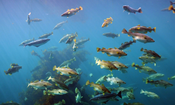 Флора и фауна Балтийского моря